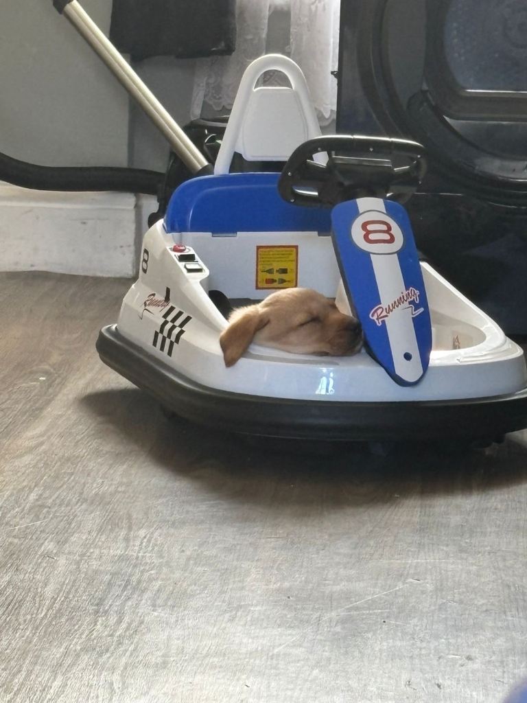 Labrador puppy for sale price negotiable 