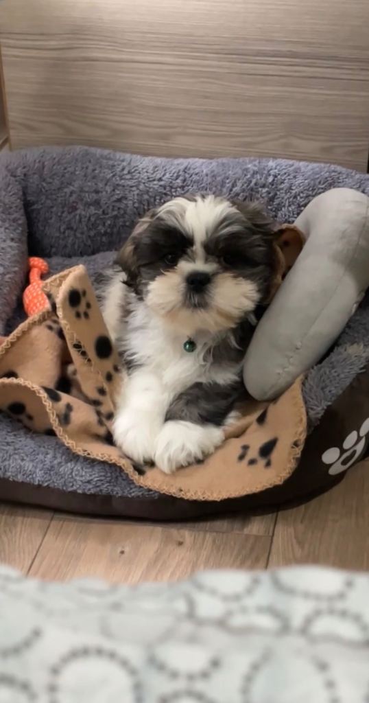 Shih Tzu Puppy for sale