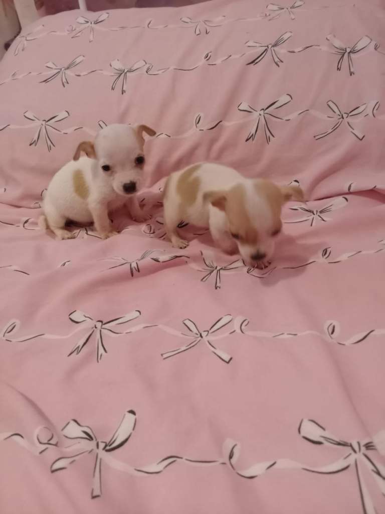 Chihuahua puppies 