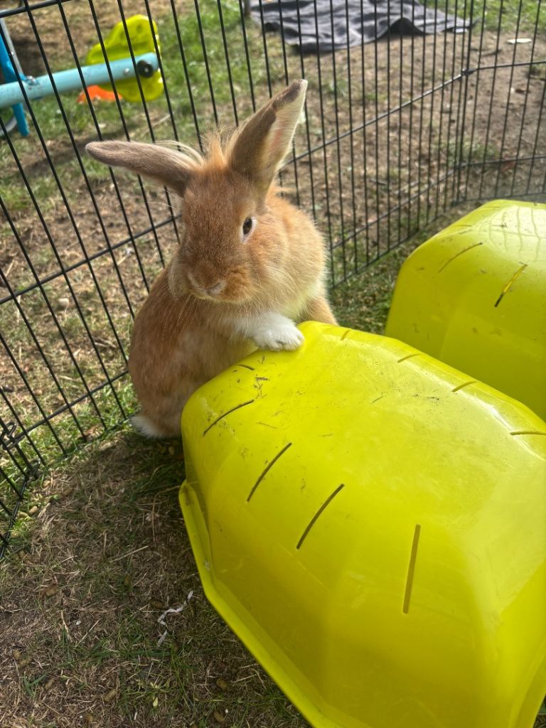Two lovely male rabbits looking for a new home.