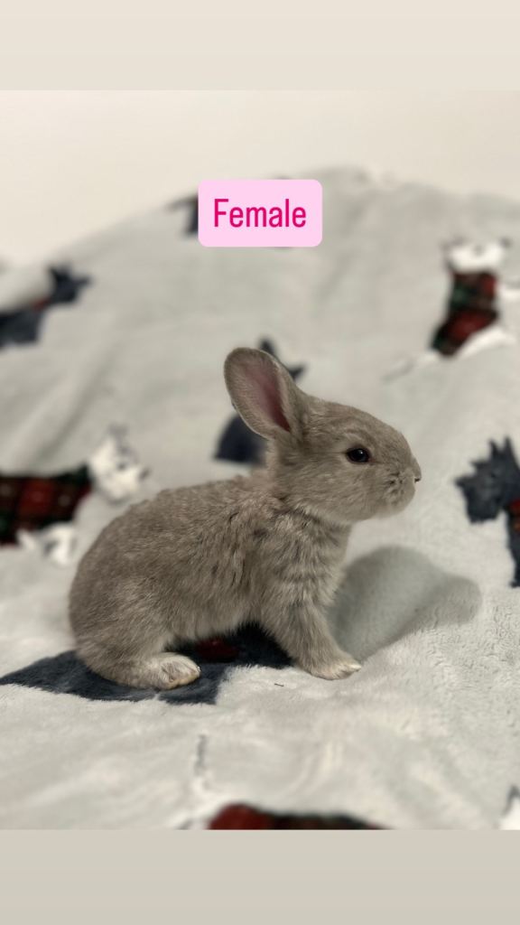 Continental Giant Baby Rabbits