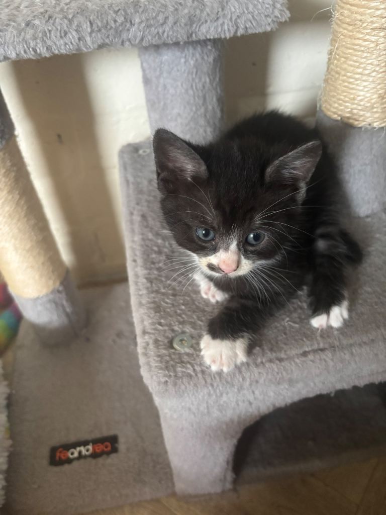 Kittens 6 weeks old 