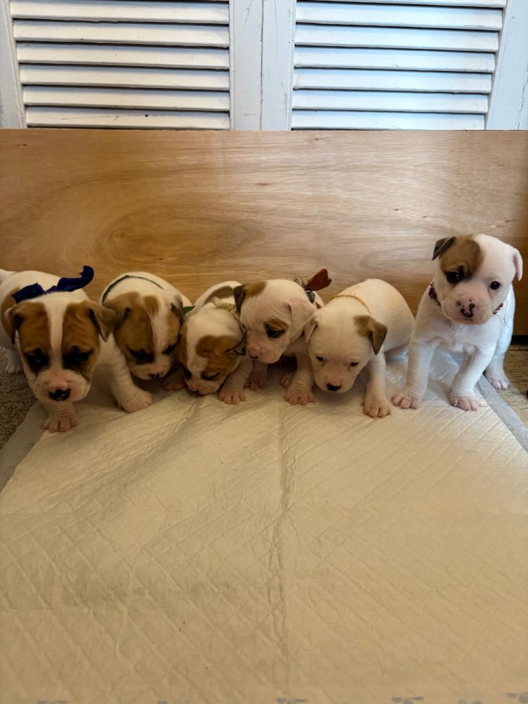 French BullJack Puppies
