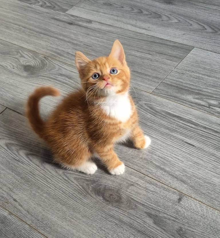Kittens