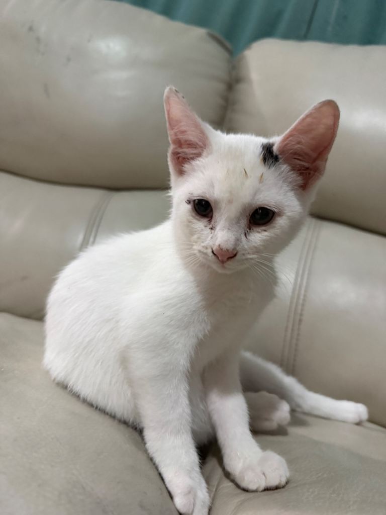 Cat for sale