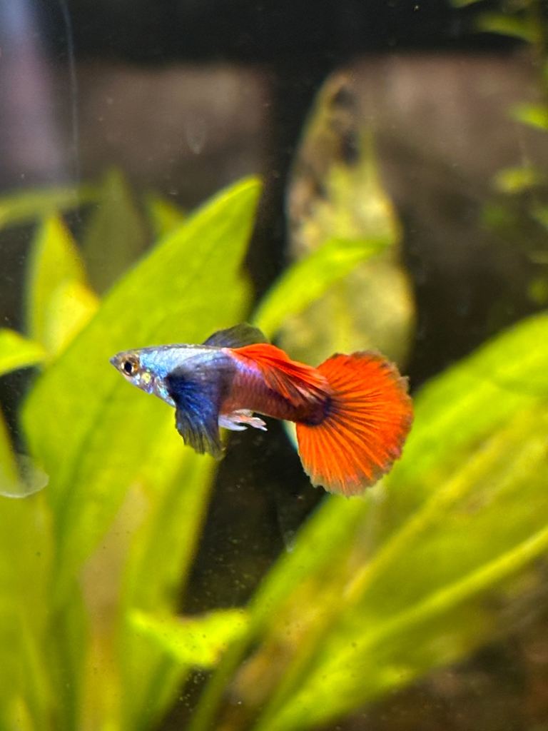 Platinum Red Tail Dumbo Guppies