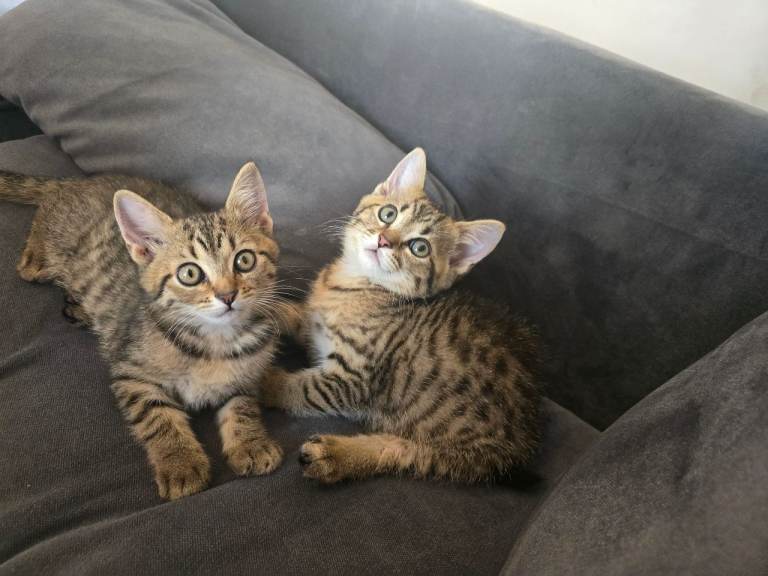 Bengall cross kittens 