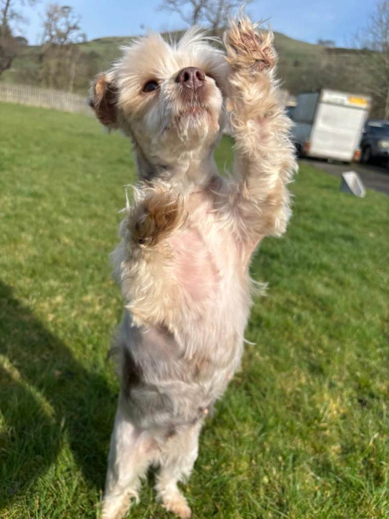 Female chocolate sable Yorkie, Biewer terrier