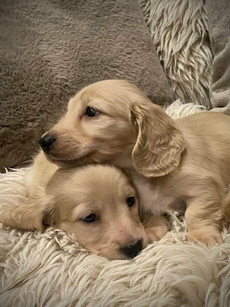 Longhaired miniature dachshunds