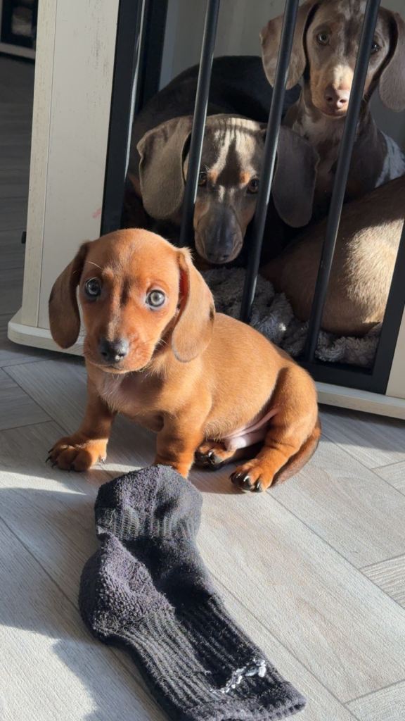 Miniture dachshunds