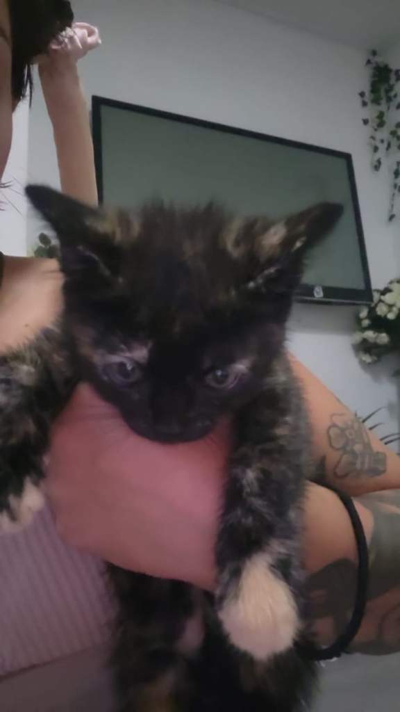 Kittens/Cats