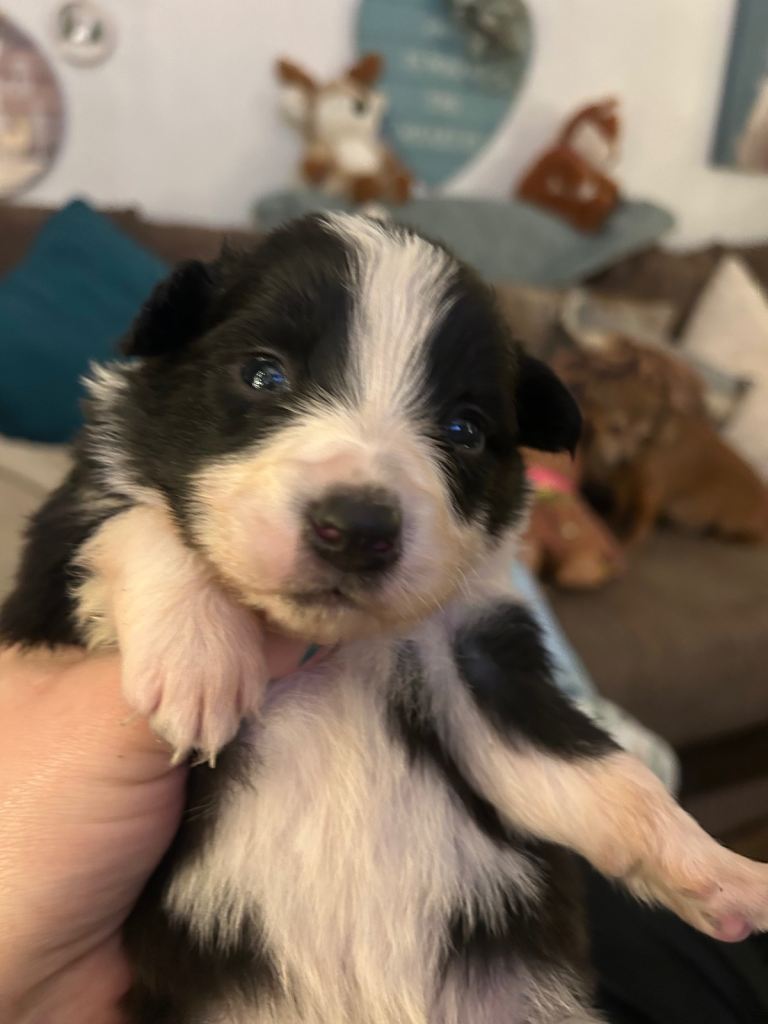 Border collie puppies