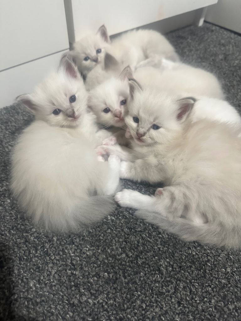 Ragdoll kittens 