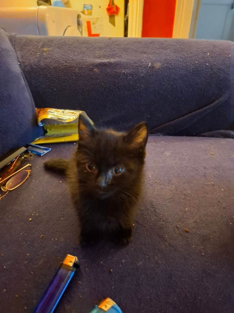Kittens for sale 