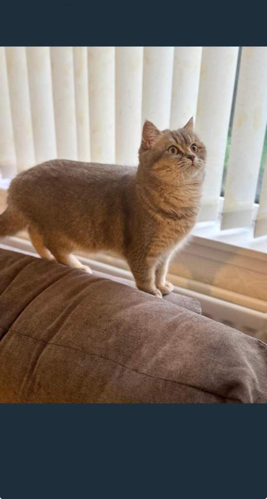 British short hair cat