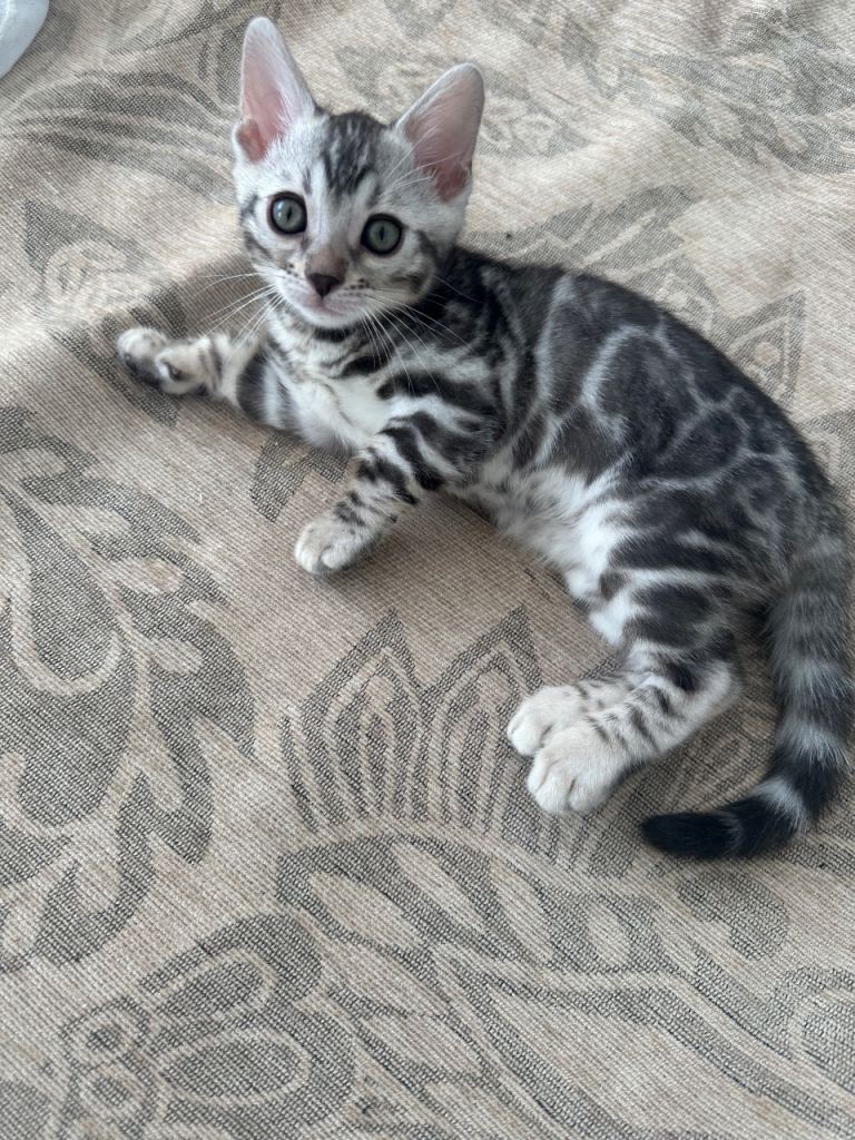 Bengal kittens 