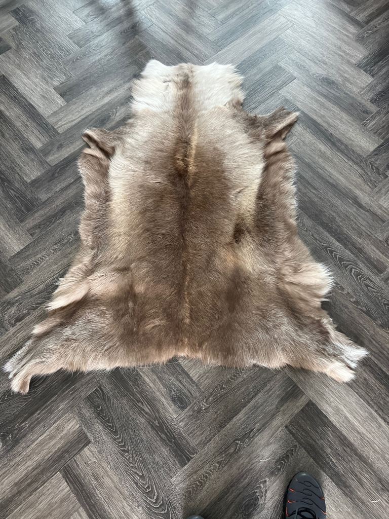 Real deer hides 5 of them.