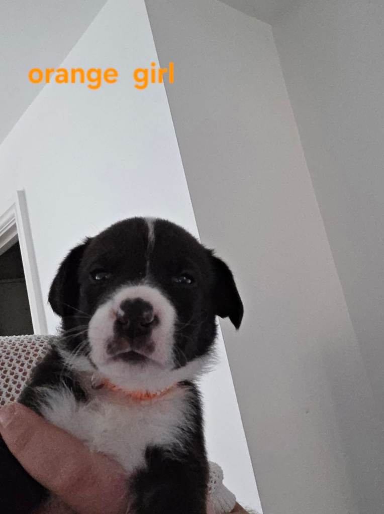 Gorgeous cross blue border Collie/mastiff puppies 