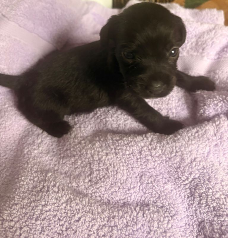 Girl puppy 