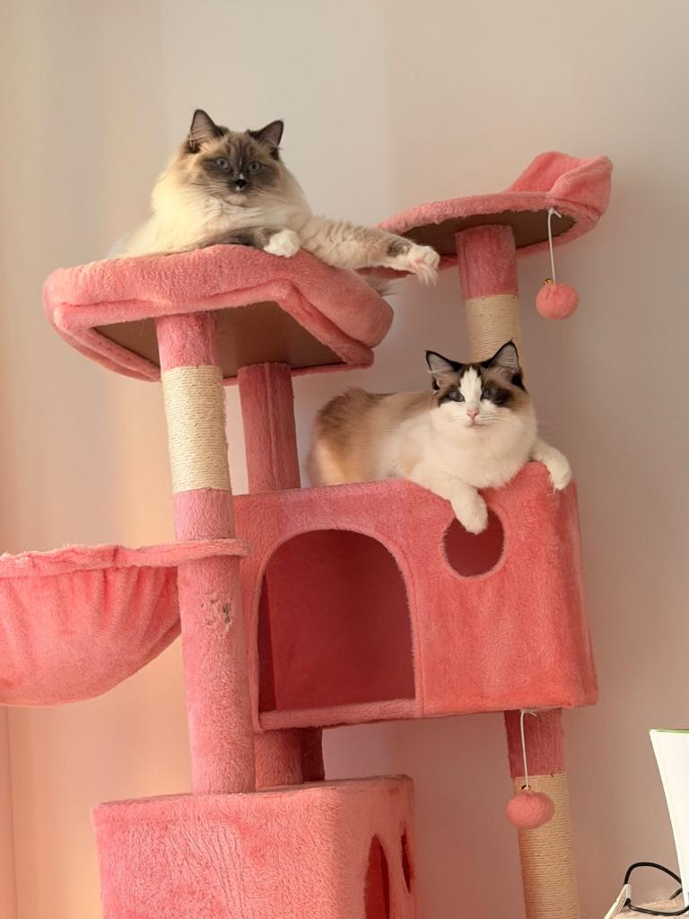 Ragdoll Cats 