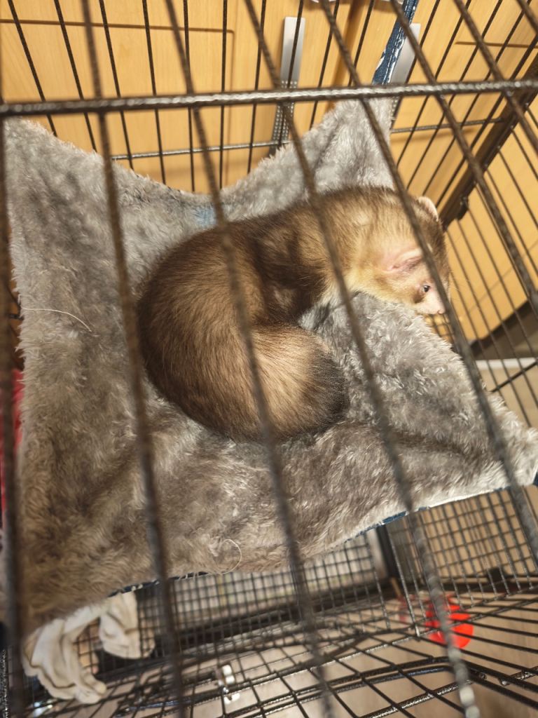 Ferret boy and girl 