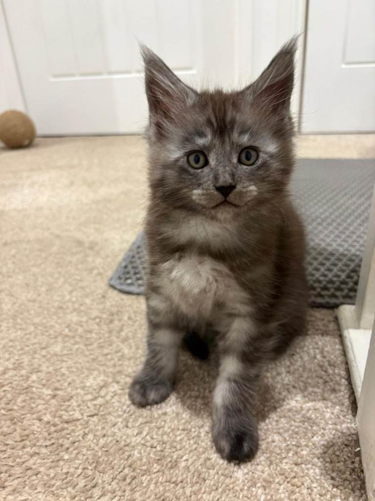 Stunning Maine Coon Kittens for sale/ reservations 