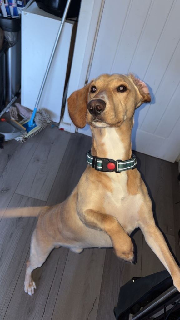 PENDING VIST/COLLECTION- Hungarian Vizla Spaniel 11 months old 