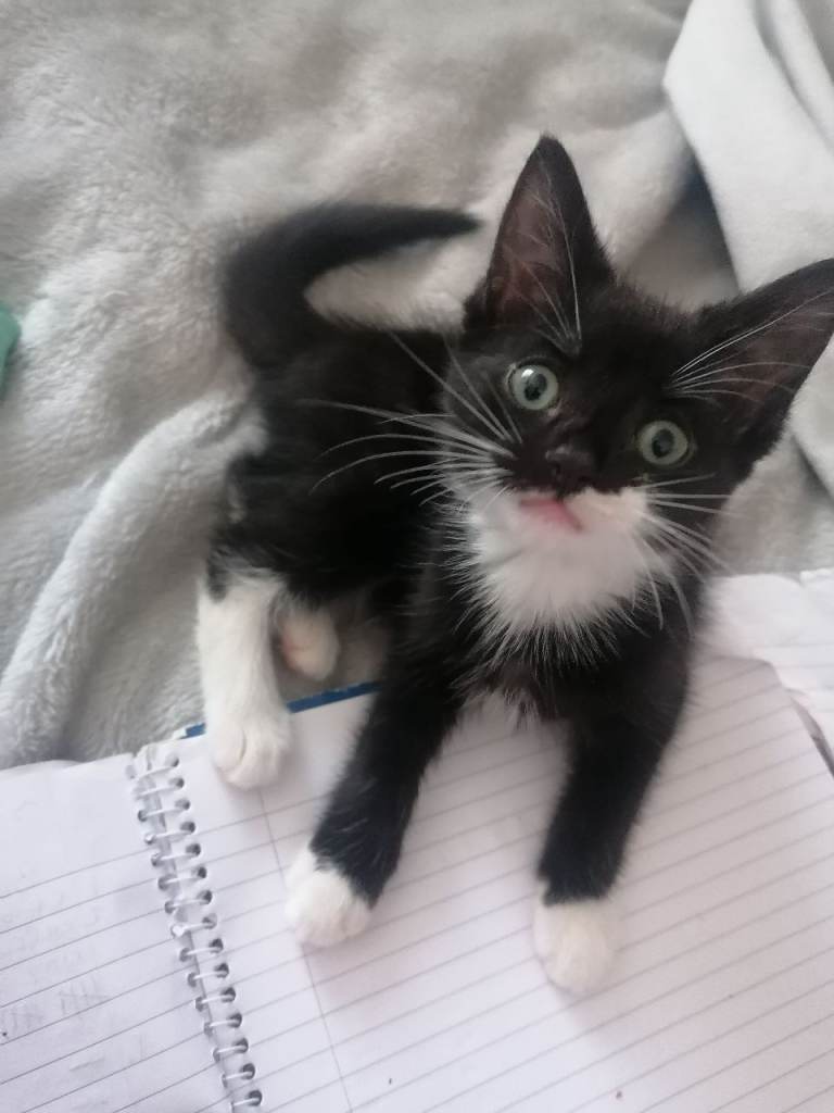 Sociable 11 week old Male tuxedo black and white kitten 