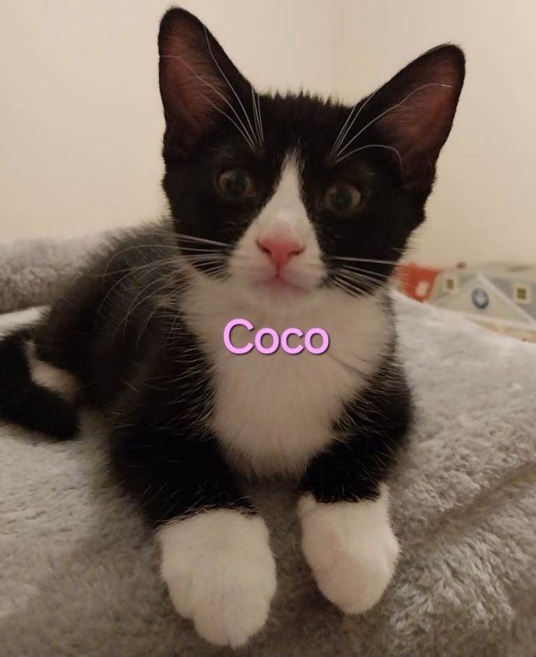 Playful kittens looking for loving home