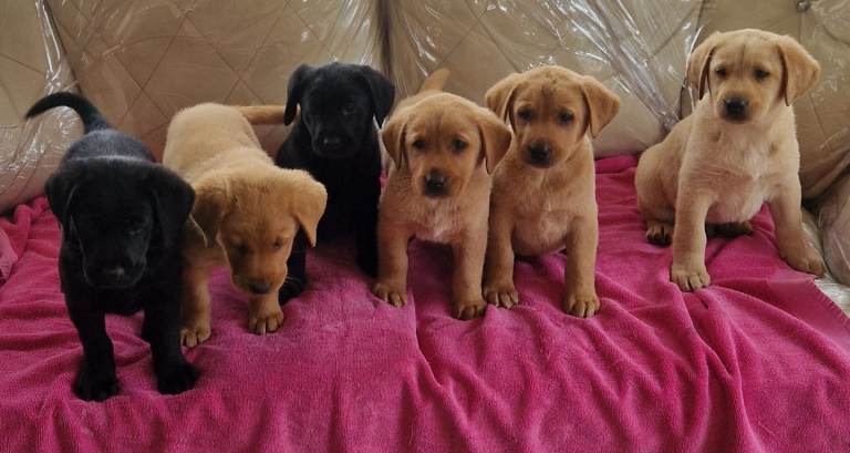 6 old English Labrador puppys 