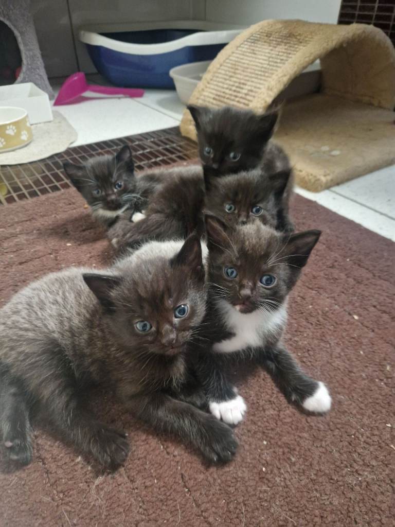 Kittens for sale 😸