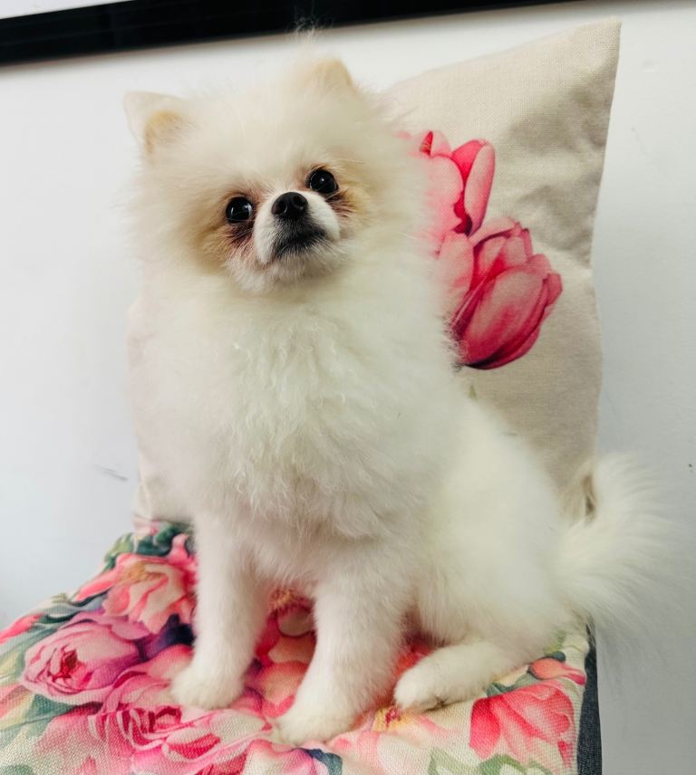 Adorable Pomeranian female puppy 