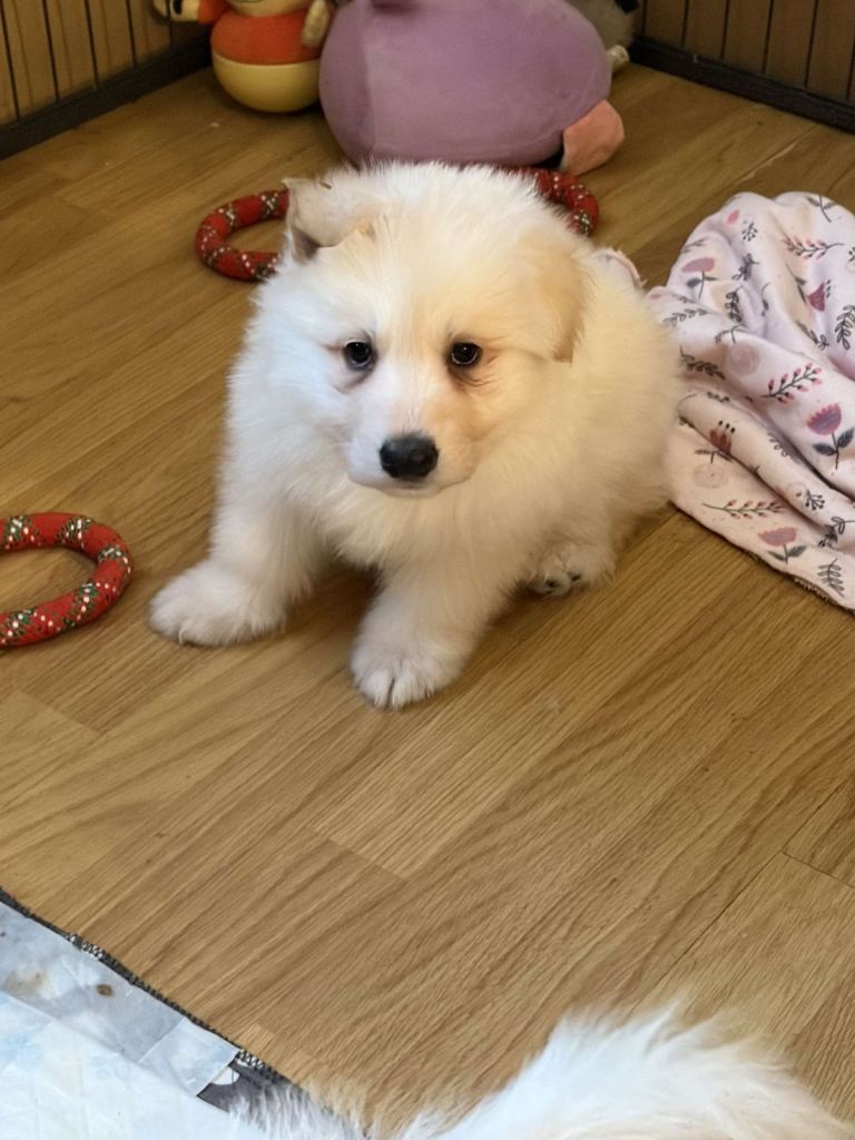 White German shepherd Puppies 