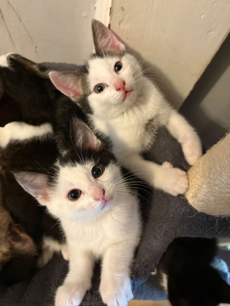 Bengal X kittens