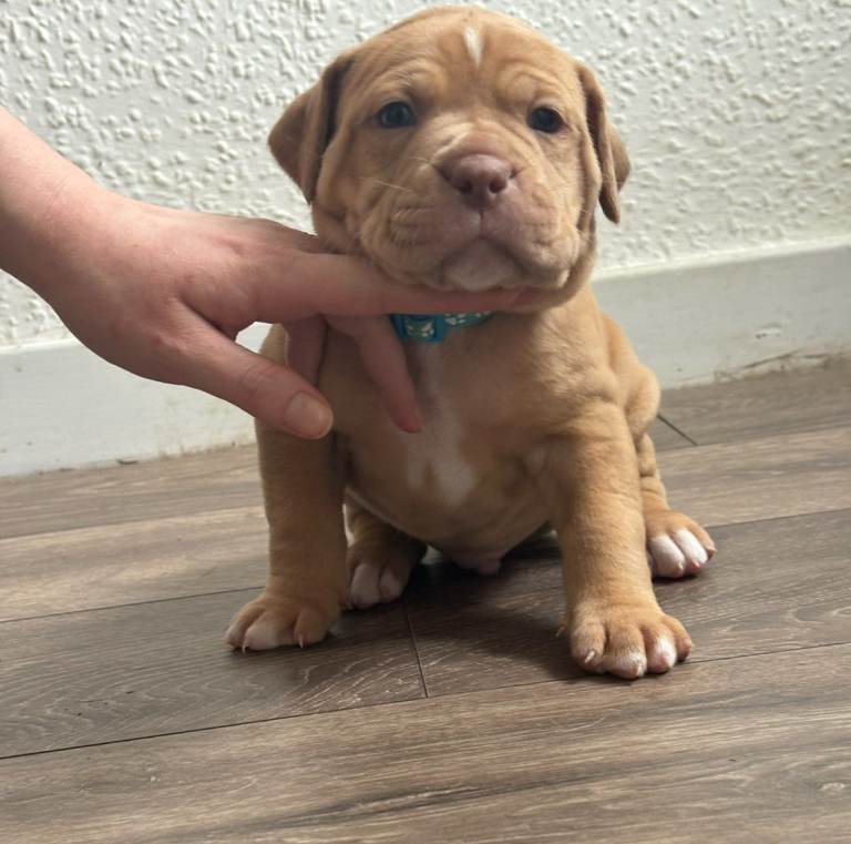 American bulldog x Alapaha blueblood bulldog