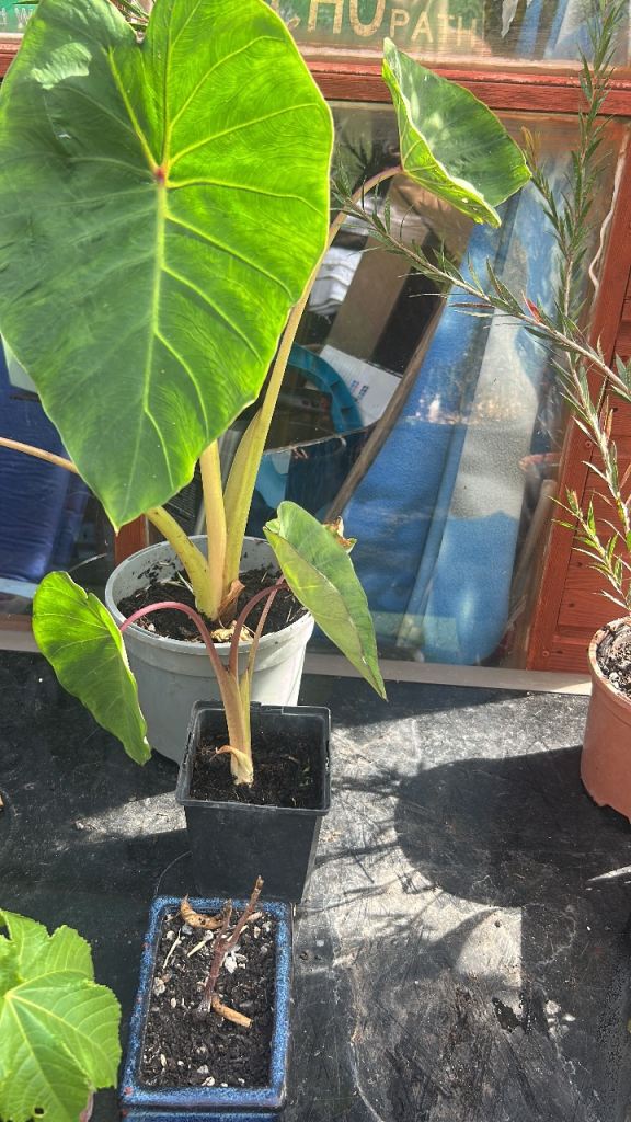 Canna Cleopatra in 3 or 5 litre pot and Pink China