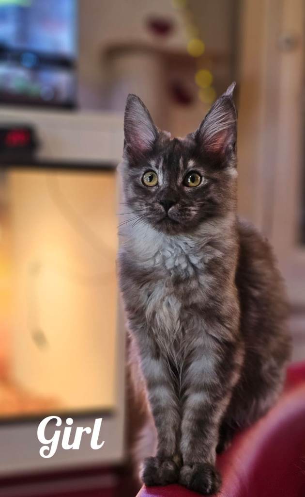 😻😻😻Purenbred Maine Coon Kittens-Beautiful, Friendly