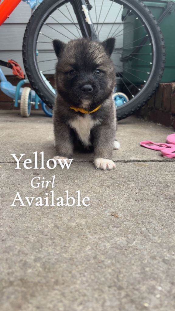 Akita pups 