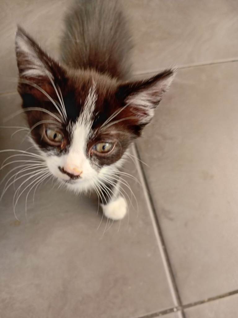 Kittens 