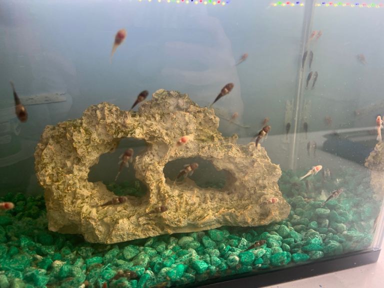 Baby bristle nose plecos