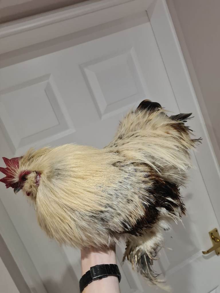 Caring rooster looking for a good home