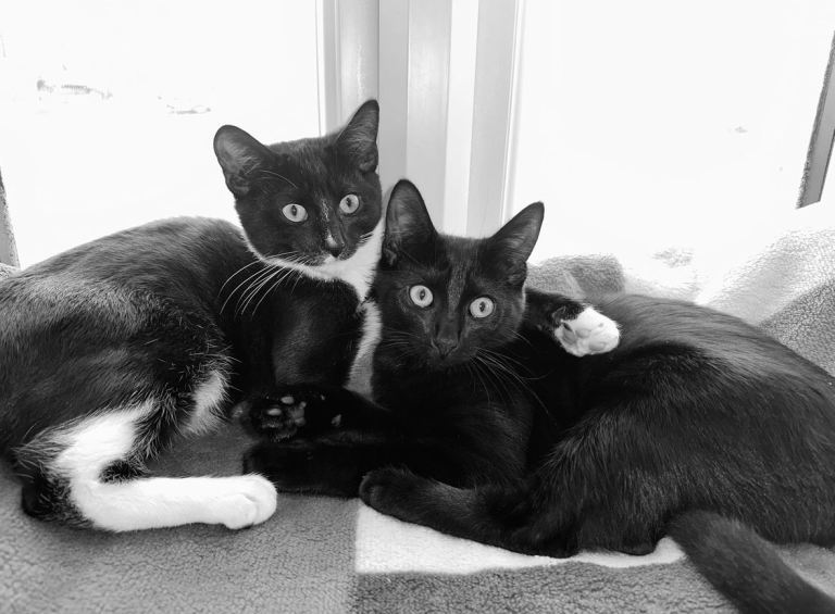 Two Sibling Cats Looking For New Home