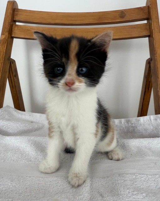 Kittens for sale £70. each