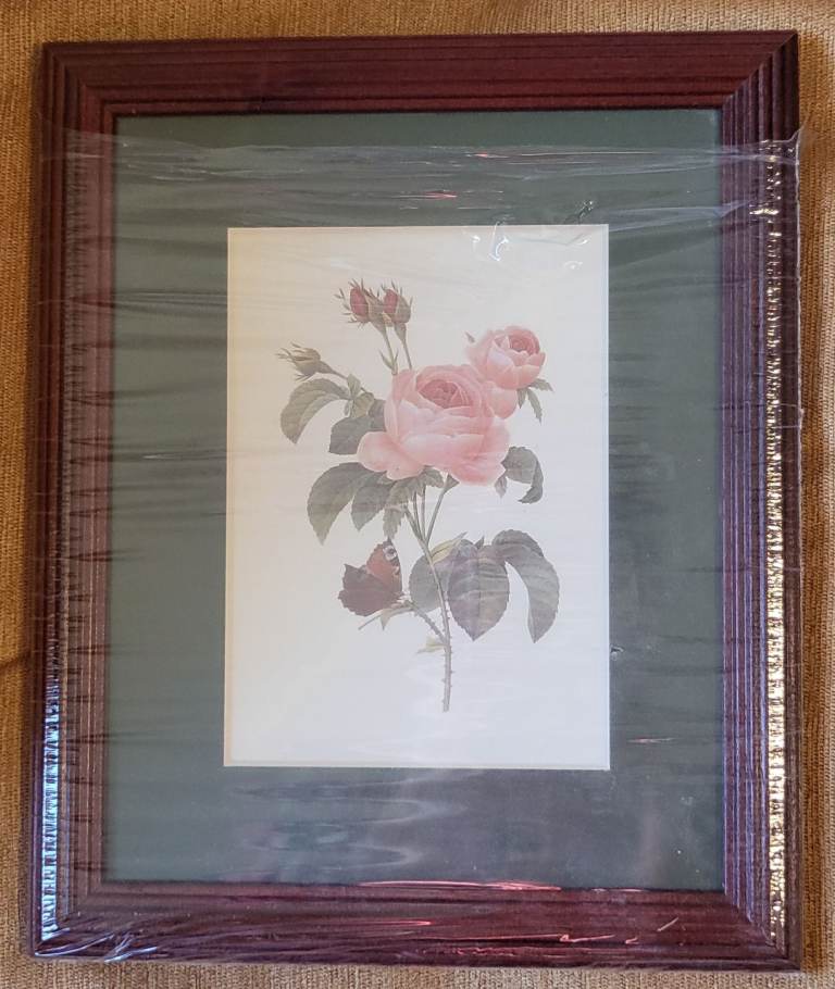 New! Framed botanical print titled "Rosa centifolia and butterfly" by artist Pierre-Joseph Redouté