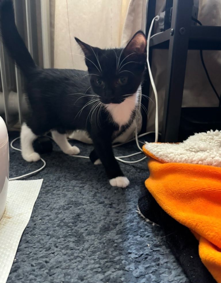 Kittens looking for loving homes 