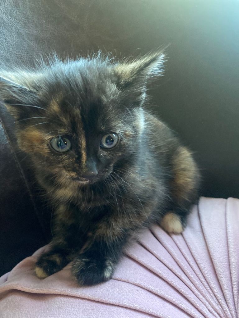 Kittens 