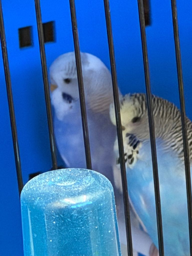 Budgies 