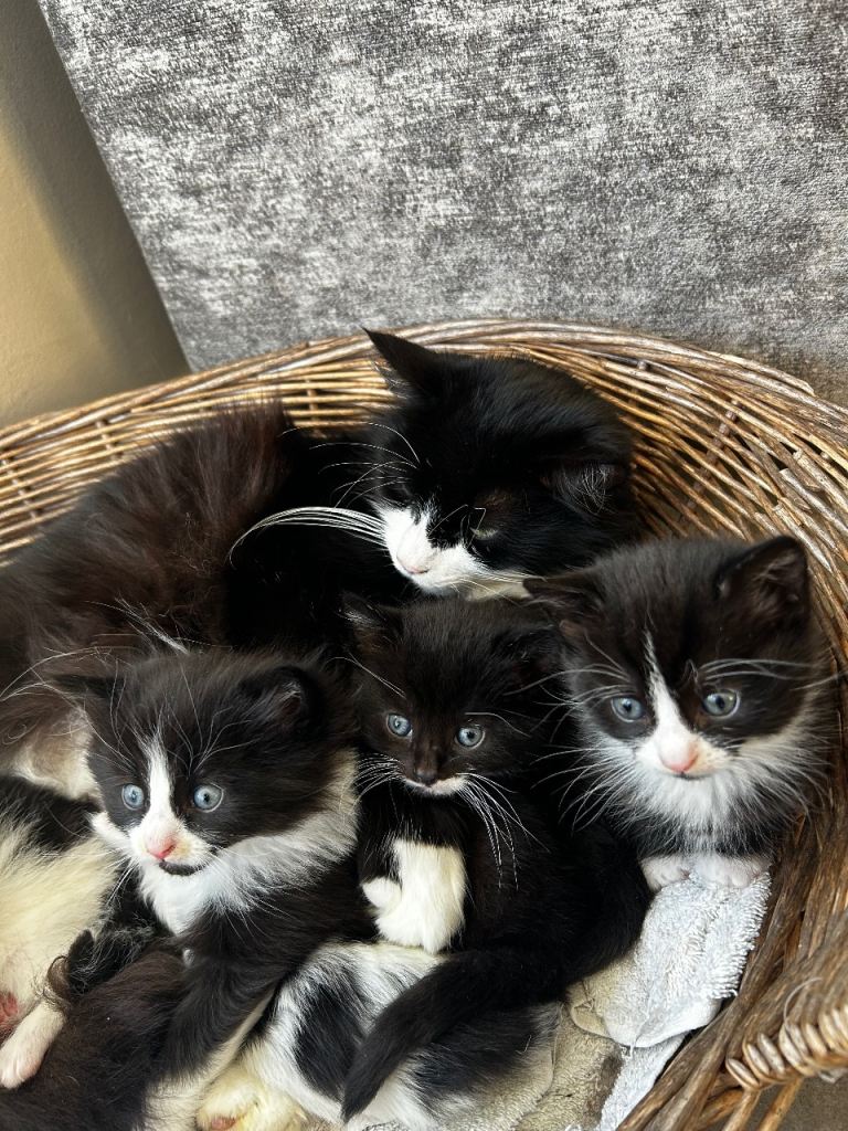 Kittens 
