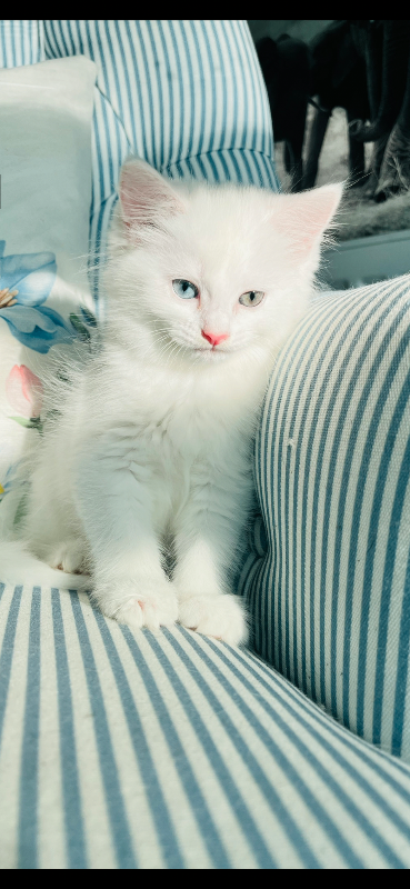 Persian cross Angora kittens ready for Loving homes