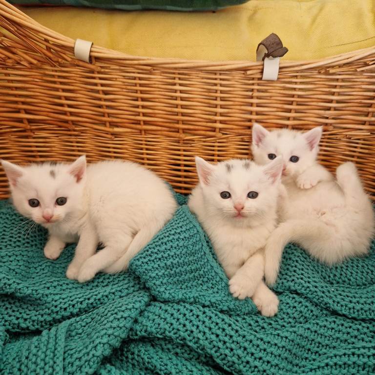 ✨️ 3 Gorgeous  White  kittens. All Now reserved 